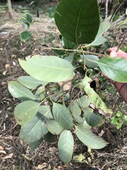 Lithocarpus taitoensis