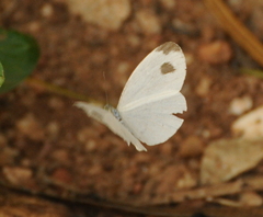 Leptosia nina