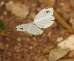 Leptosia nina