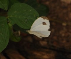 Leptosia nina