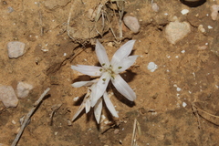 Colchicum tuviae
