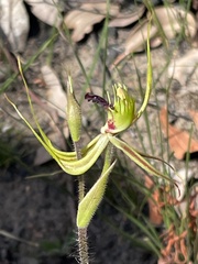 Caladenia attingens