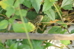 Calotes versicolor