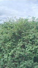 Plinia cauliflora