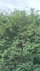 Plinia cauliflora