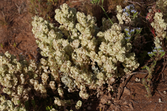 Atriplex codonocarpa
