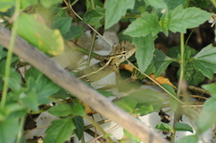 Calotes versicolor