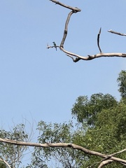 Merops viridis