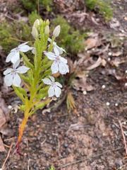 Isotoma hypocrateriformis