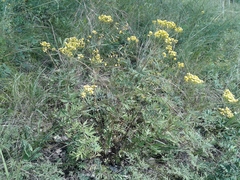 Patrinia rupestris
