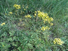 Patrinia rupestris