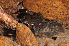 Lankanectes corrugatus