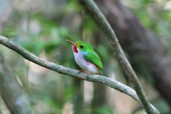 Todus multicolor