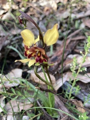 Diuris corymbosa