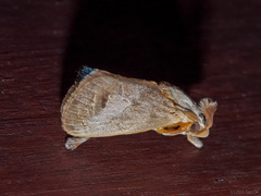 Scopelodes pallivittata