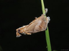 Scopelodes pallivittata