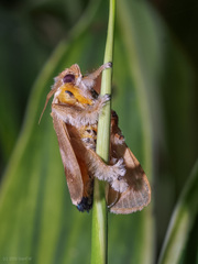 Scopelodes pallivittata