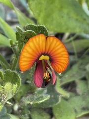 Isotropis cuneifolia