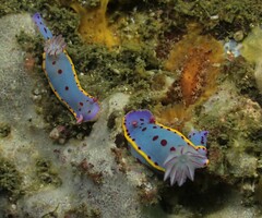 Hypselodoris bennetti