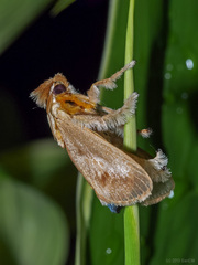 Scopelodes pallivittata