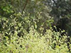 Phyllocephalum scabridum