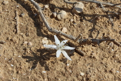 Colchicum tuviae