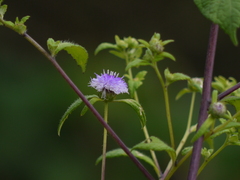 Phyllocephalum scabridum