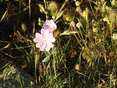 Malva hispanica
