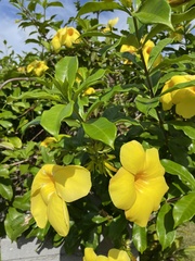 Allamanda