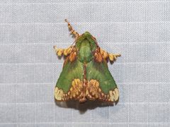 Parasa pastoralis