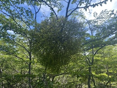 Misodendrum punctulatum