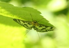 Anania hortulata