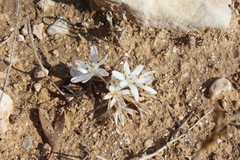 Colchicum tuviae