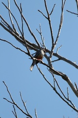 Turdus plumbeus