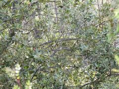 Quercus rotundifolia