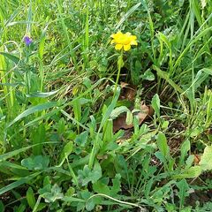 Coleostephus myconis