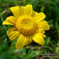 Coleostephus myconis