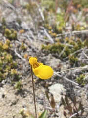 Calceolaria biflora