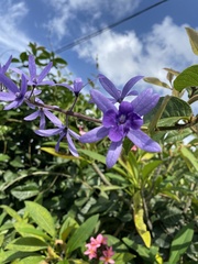 Petrea