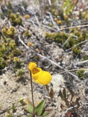Calceolaria biflora