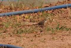 Calotes versicolor