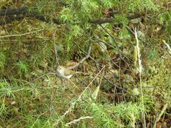 Phylloscopus bonelli