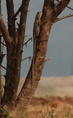 Calotes versicolor