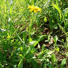 Coleostephus myconis