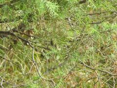 Phylloscopus bonelli