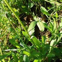 Coleostephus myconis