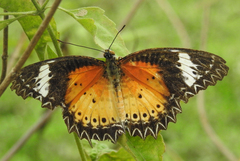 Cethosia cyane
