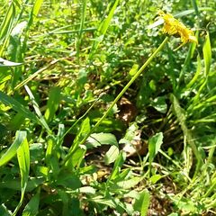 Coleostephus myconis