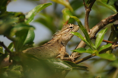 Calotes versicolor