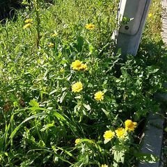 Coleostephus myconis